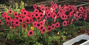 poppies-at-school-11-11-16-2